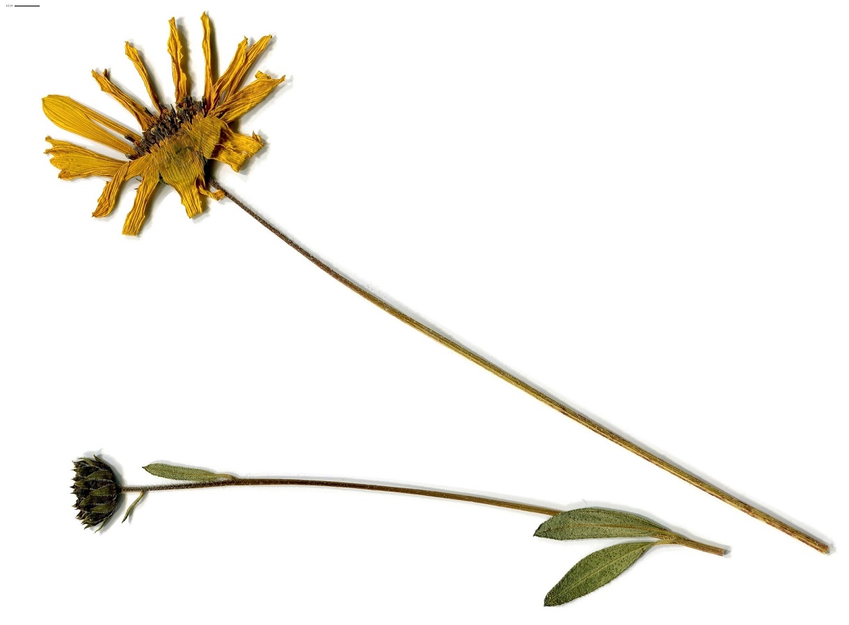 Helianthus pauciflorus (Asteraceae)
